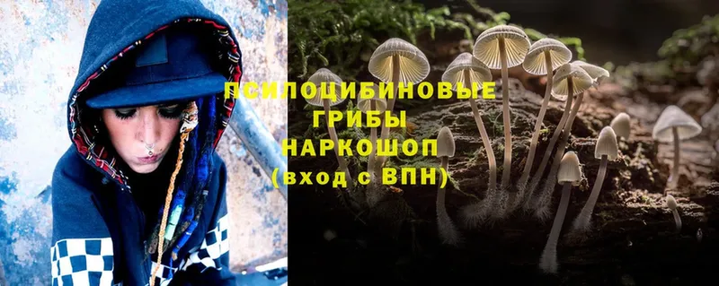 Галлюциногенные грибы Psilocybine cubensis  Ногинск 